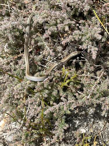 Cross-marked Sand Snake