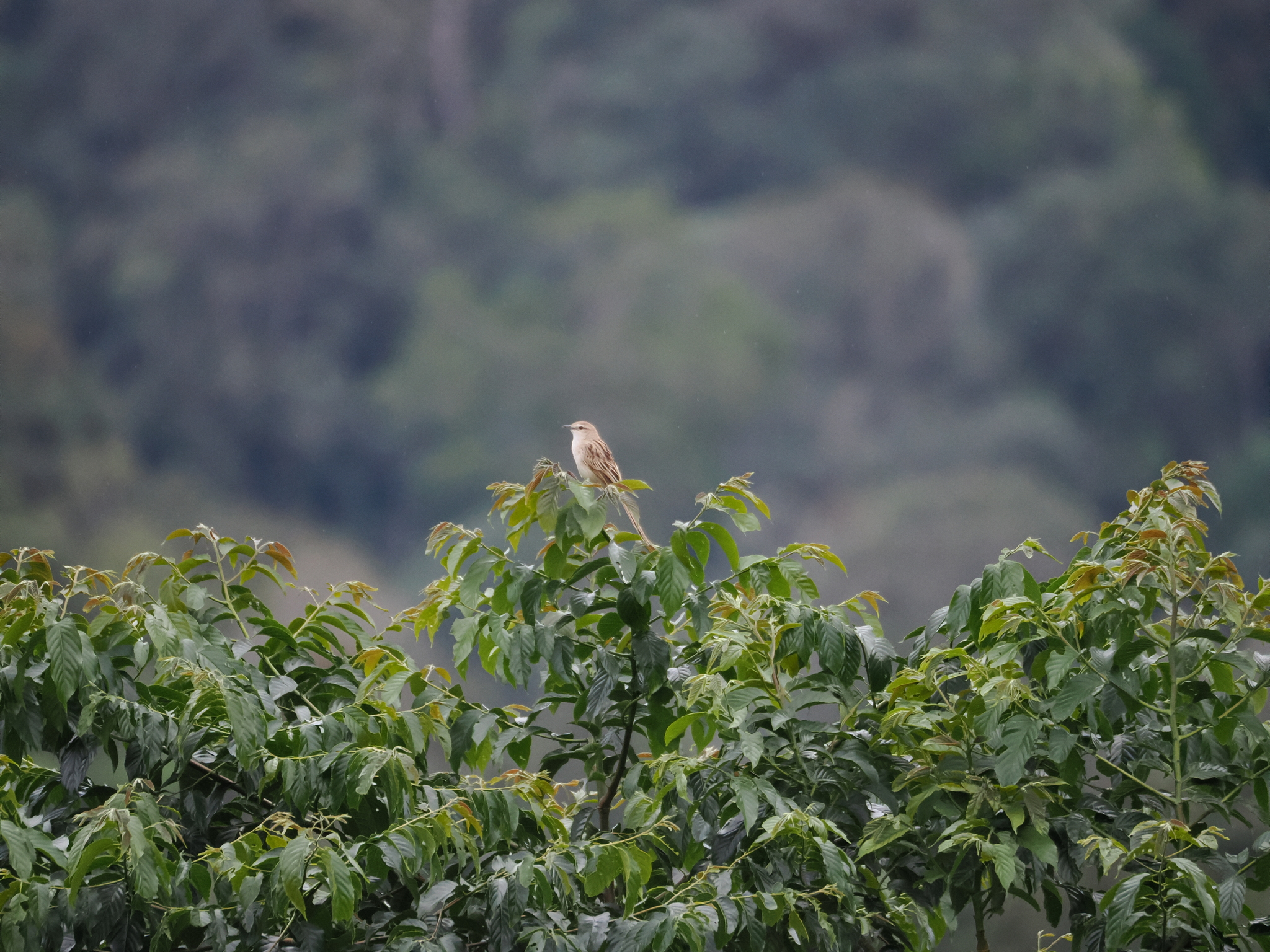 Striated Grassbird