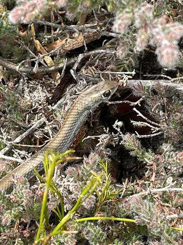 Cross-marked Sand Snake