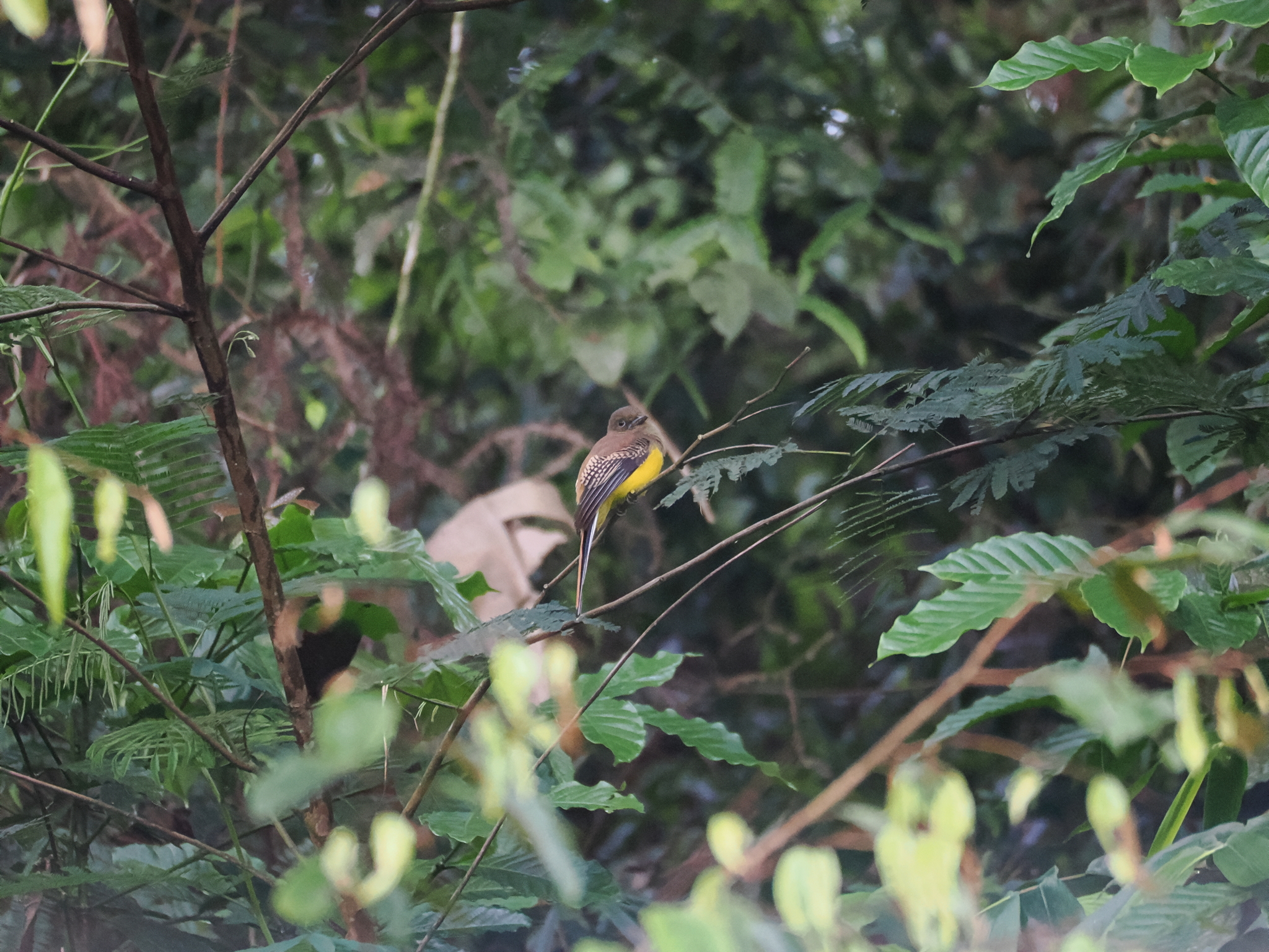 Orange-breasted Trogon