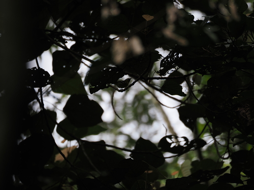 Trilling Shrike-babbler (Pteruthius aenobarbus), photo 4