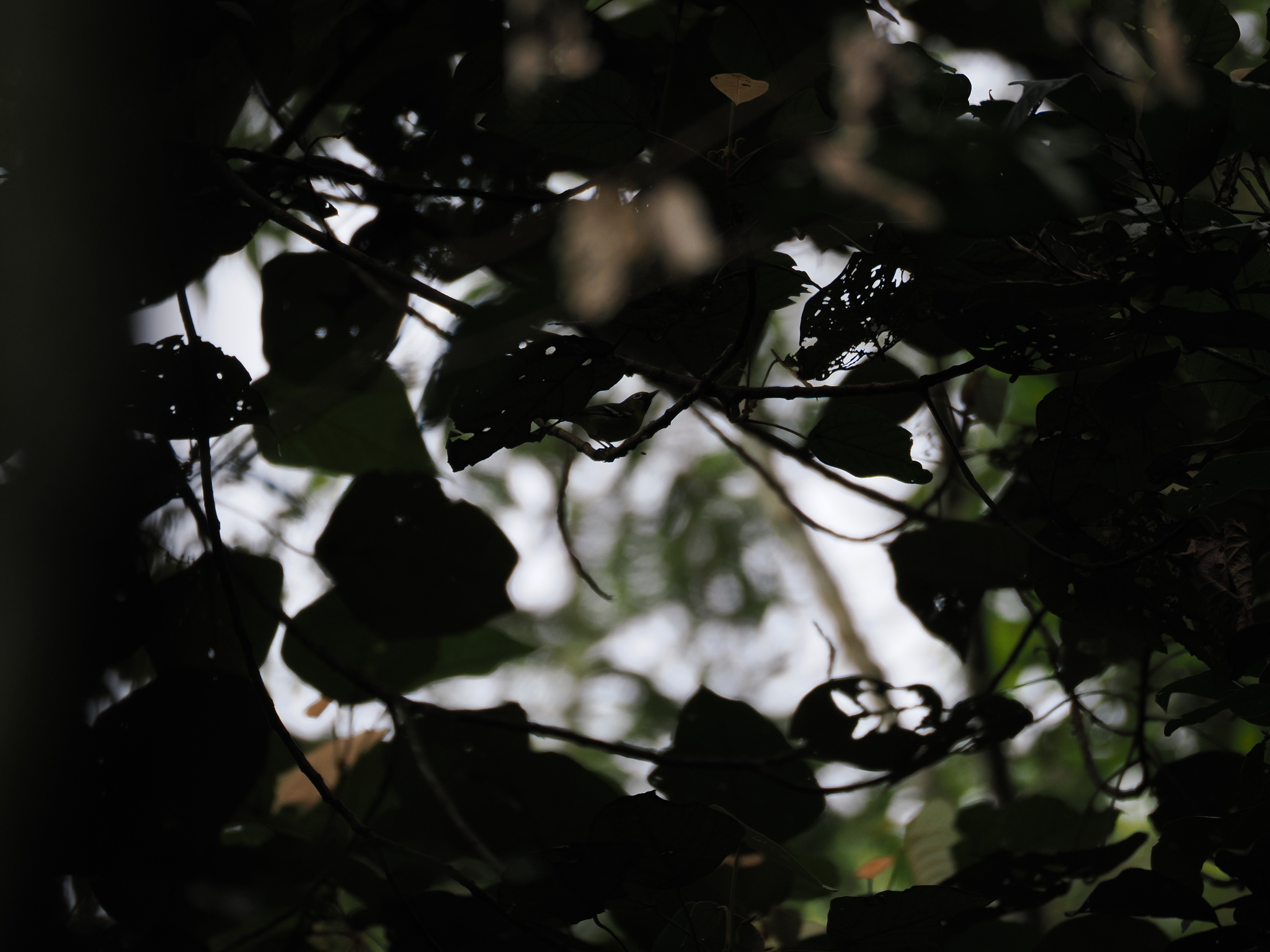 Trilling Shrike-babbler (Pteruthius aenobarbus), photo 7