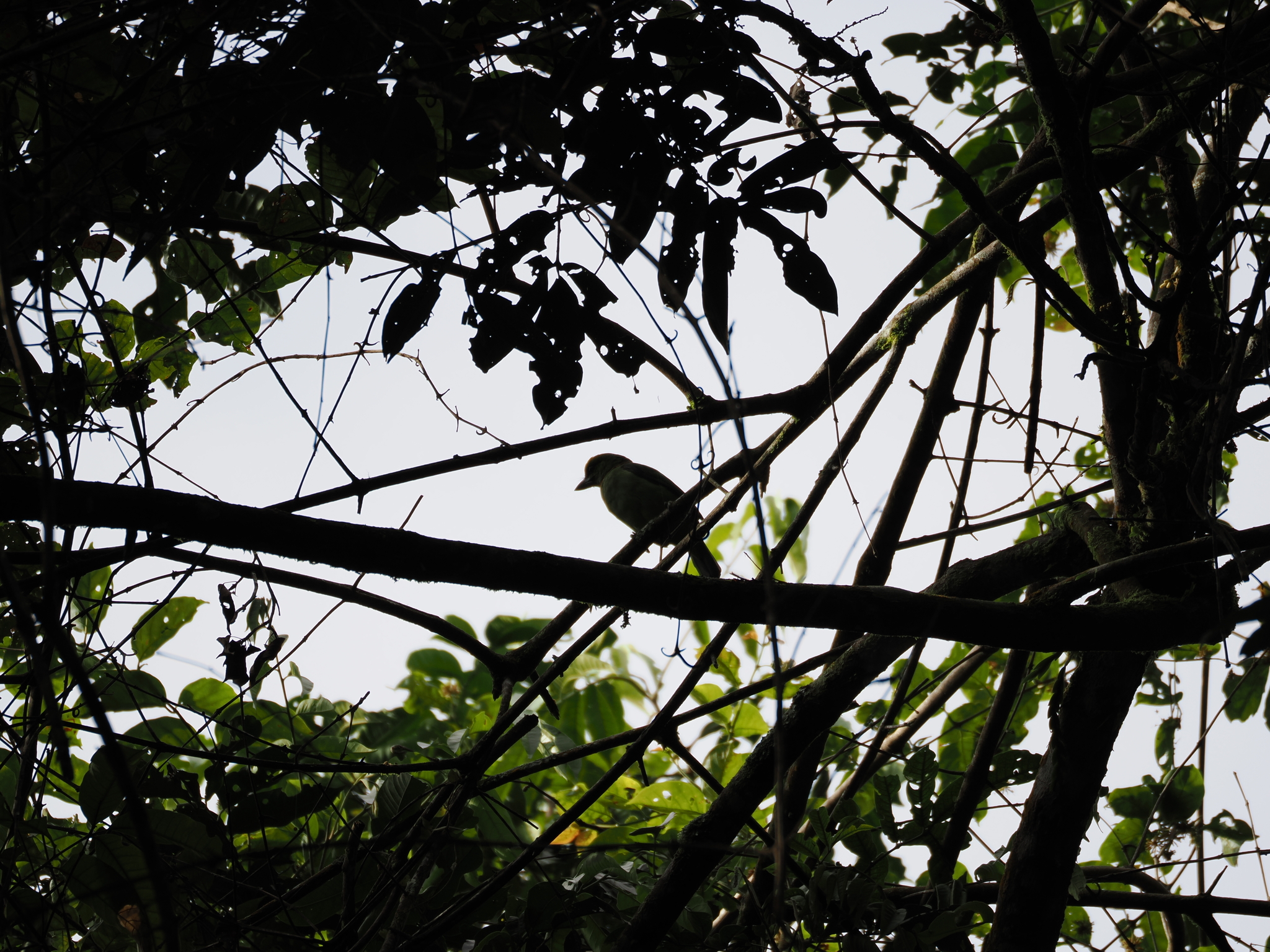 Flame-fronted Barbet (Psilopogon armillaris), photo 10