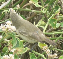 Certhidea fusca