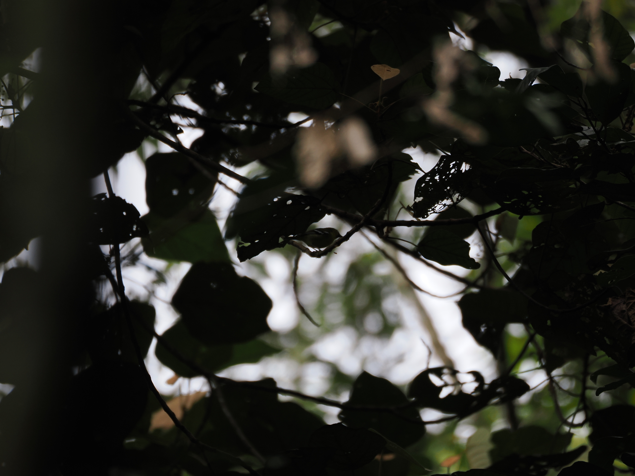 Trilling Shrike-babbler (Pteruthius aenobarbus), photo 8