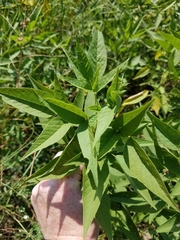 Orbexilum onobrychis