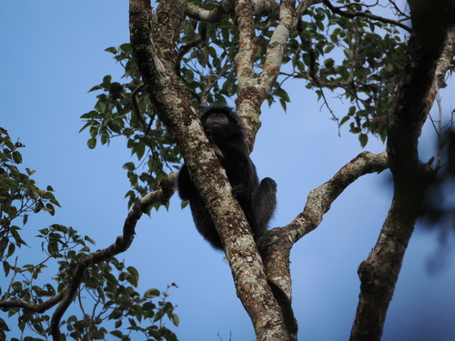 West Javan Langur