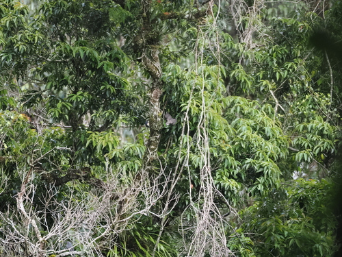 Blue Nuthatch (Sitta azurea), photo 7