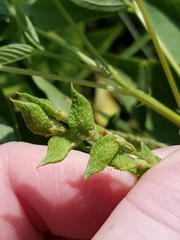 Orbexilum onobrychis