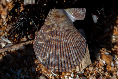 Variegated Scallop
