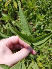 Orbexilum onobrychis