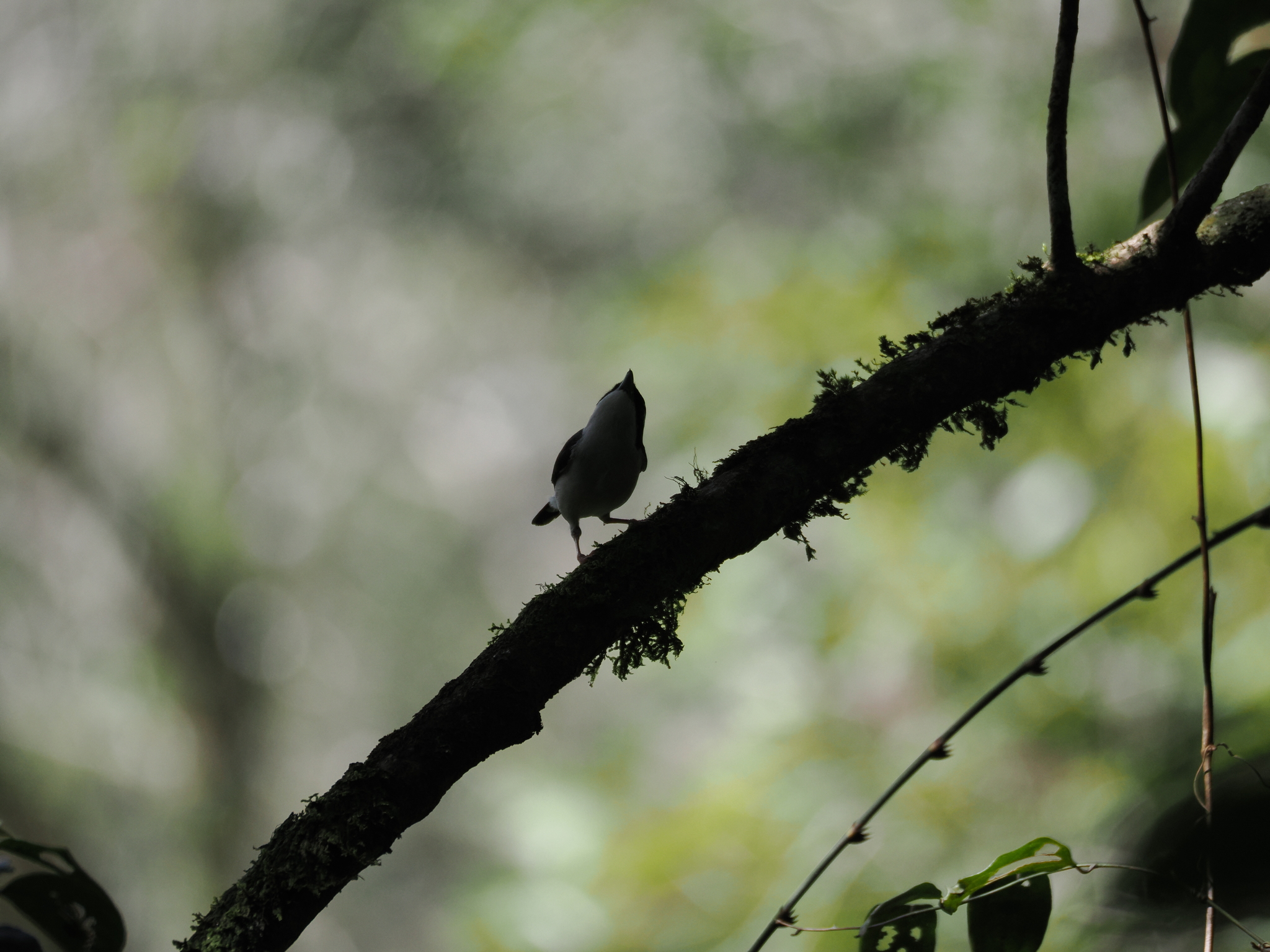 Pied Shrike-babbler