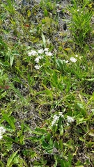 Solidago ptarmicoides