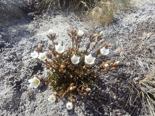Image of Gentianella bellidifolia by (c) Paul Bell-Butler, some rights reserved (CC BY)