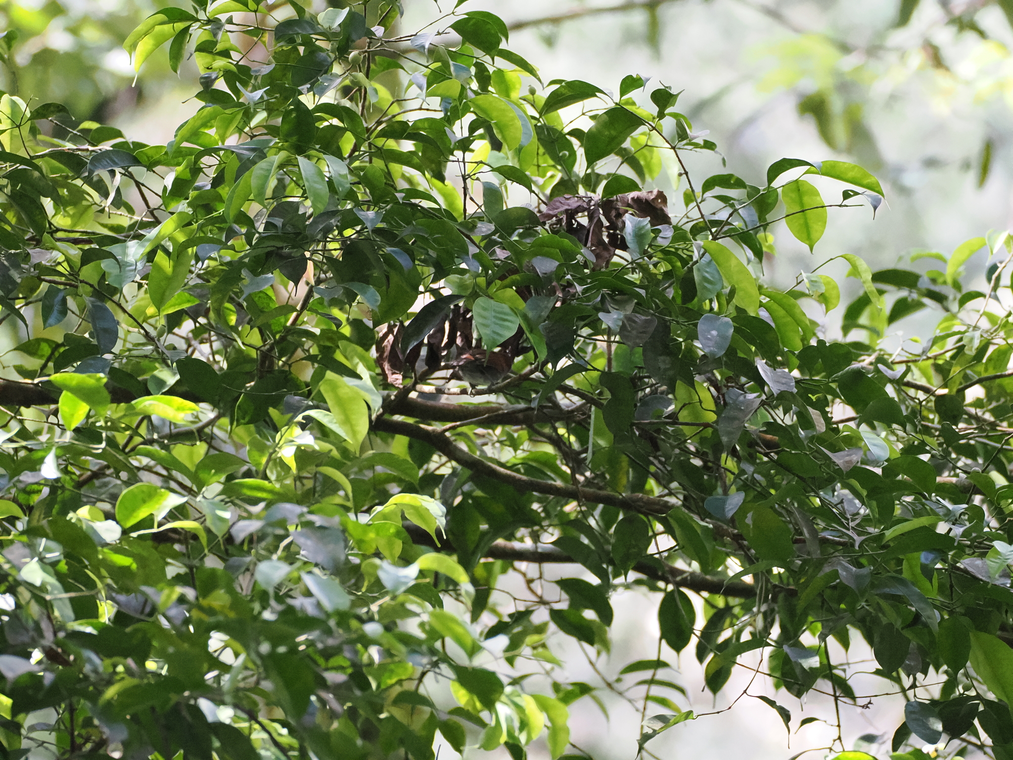 White-breasted Babbler (Stachyris grammiceps), photo 2