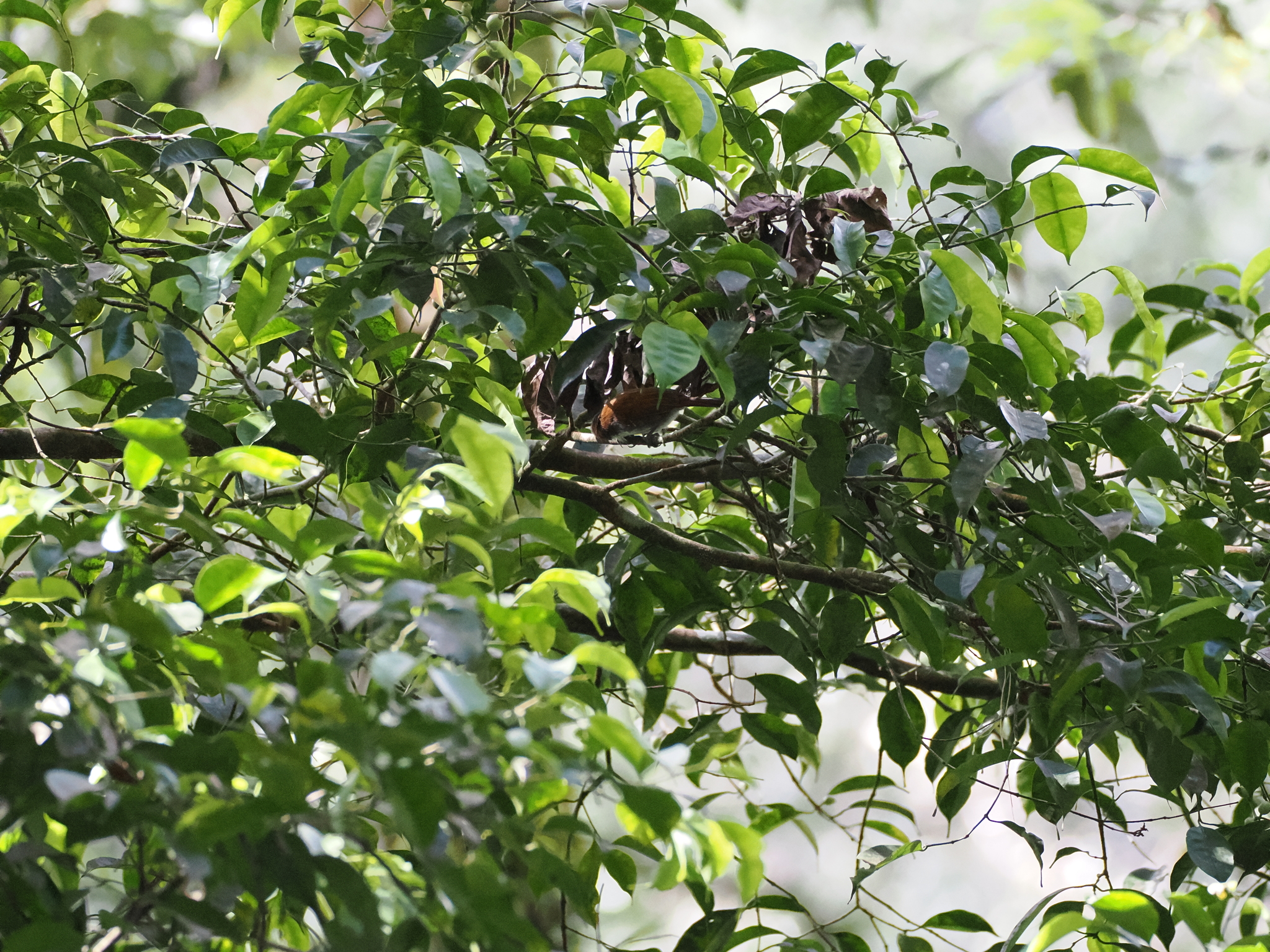 White-breasted Babbler (Stachyris grammiceps), photo 1