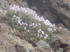 Veronica hookeriana, photograph Paul Bell-Butler, CC BY, iNaturalist via GBIF