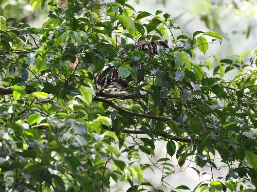 White-breasted Babbler (Stachyris grammiceps), photo 3