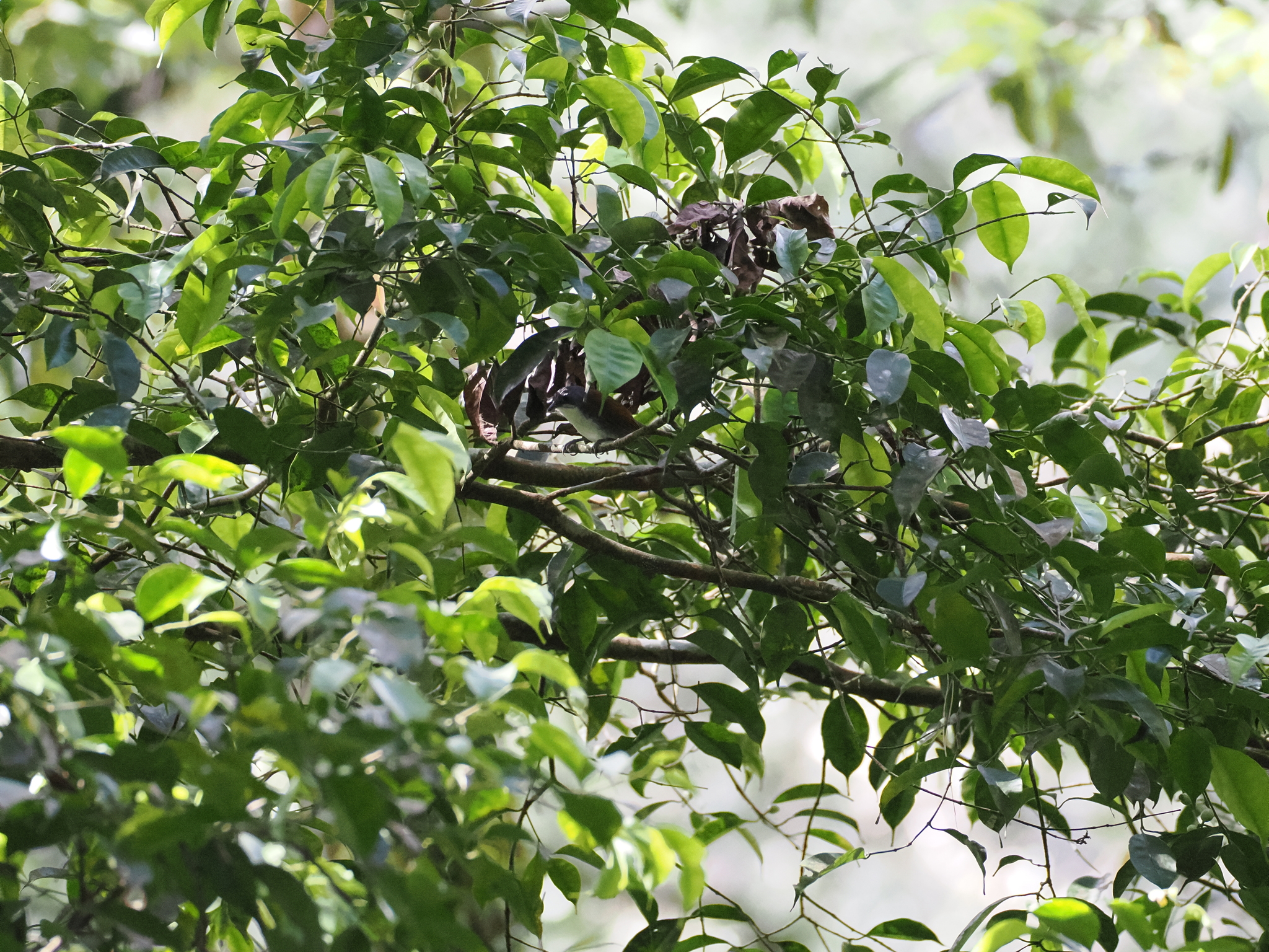White-breasted Babbler (Stachyris grammiceps), photo 9