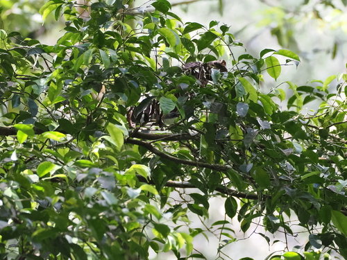 White-breasted Babbler (Stachyris grammiceps), photo 4