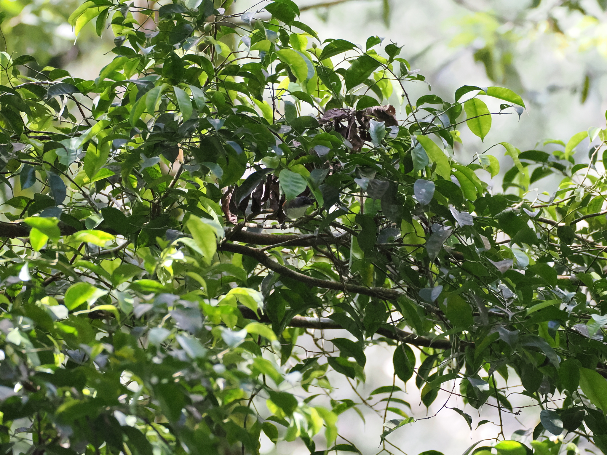 White-breasted Babbler (Stachyris grammiceps), photo 10