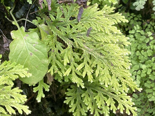 Selaginella arbuscula observed 2023-05-01