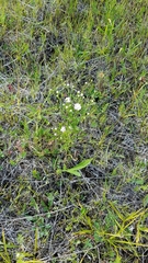 Solidago ptarmicoides
