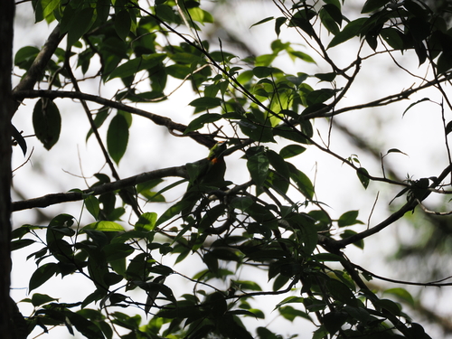 Flame-fronted Barbet (Psilopogon armillaris), photo 5