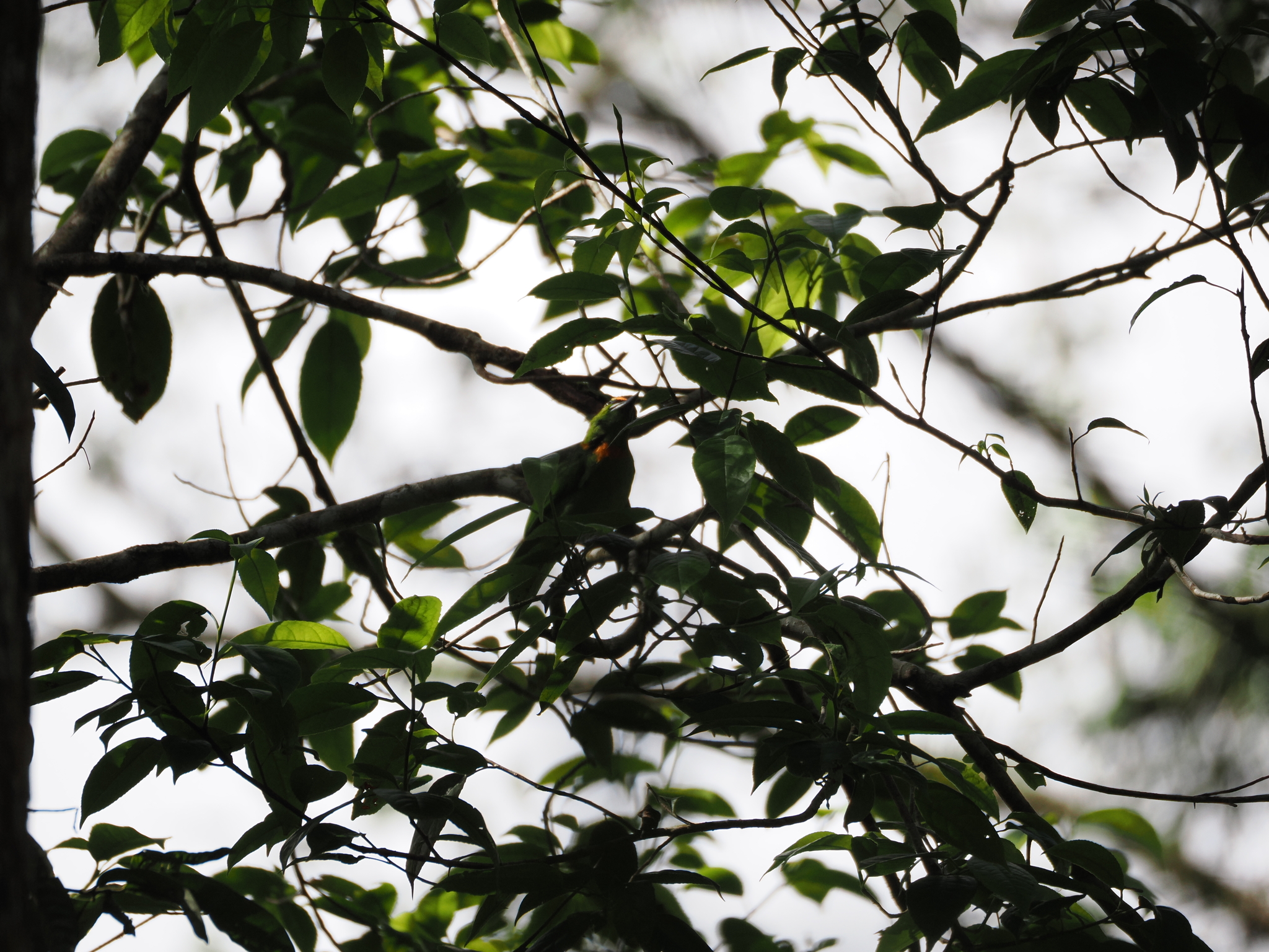 Flame-fronted Barbet (Psilopogon armillaris), photo 8