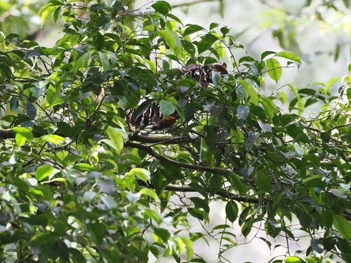 White-breasted Babbler (Stachyris grammiceps), photo 5