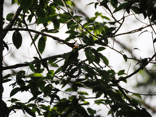 Flame-fronted Barbet (Psilopogon armillaris), photo 6