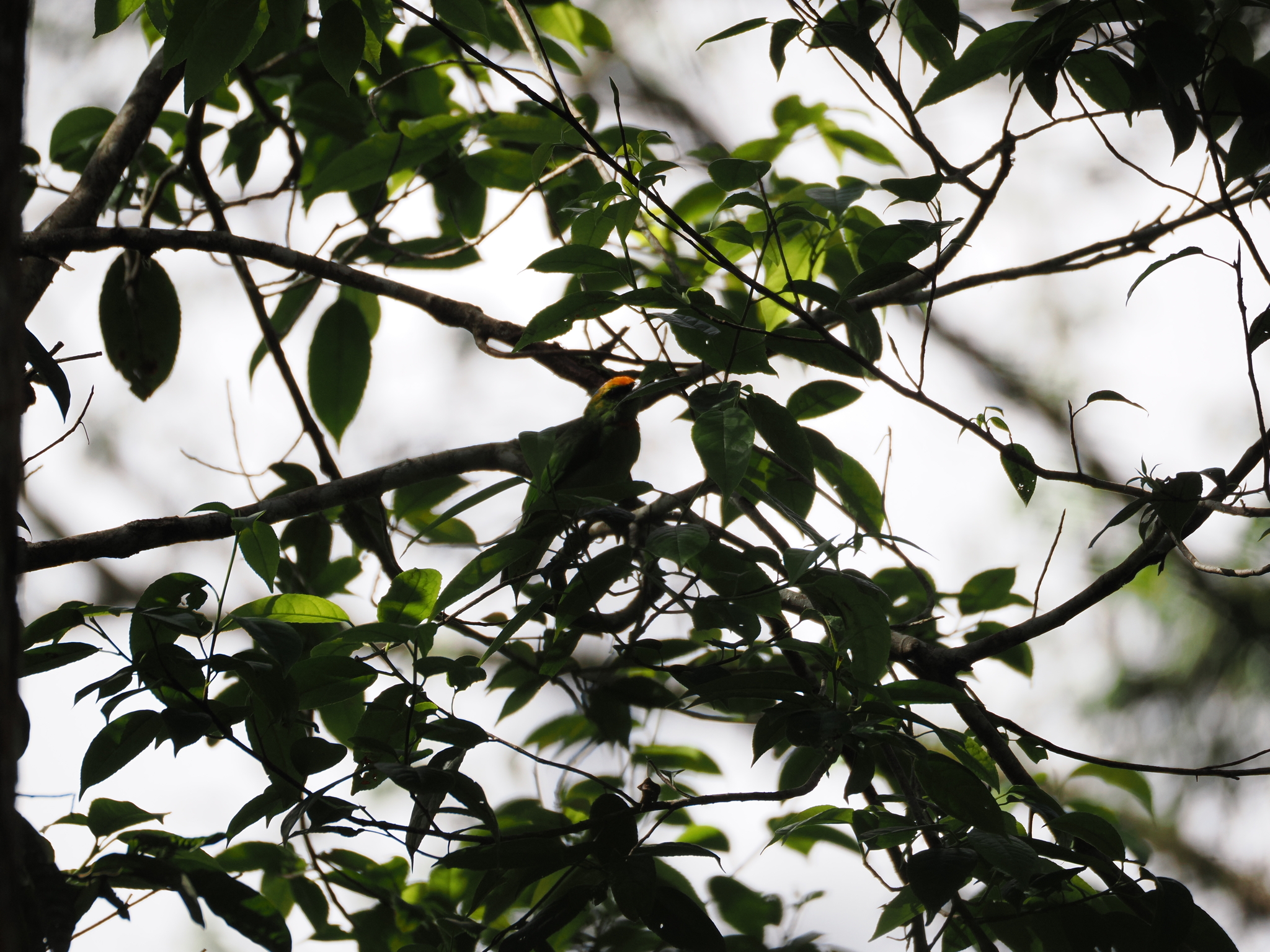 Flame-fronted Barbet (Psilopogon armillaris), photo 9