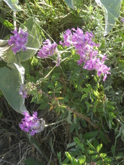 Oxytropis besseyi