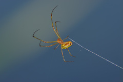 Leucauge granulata
