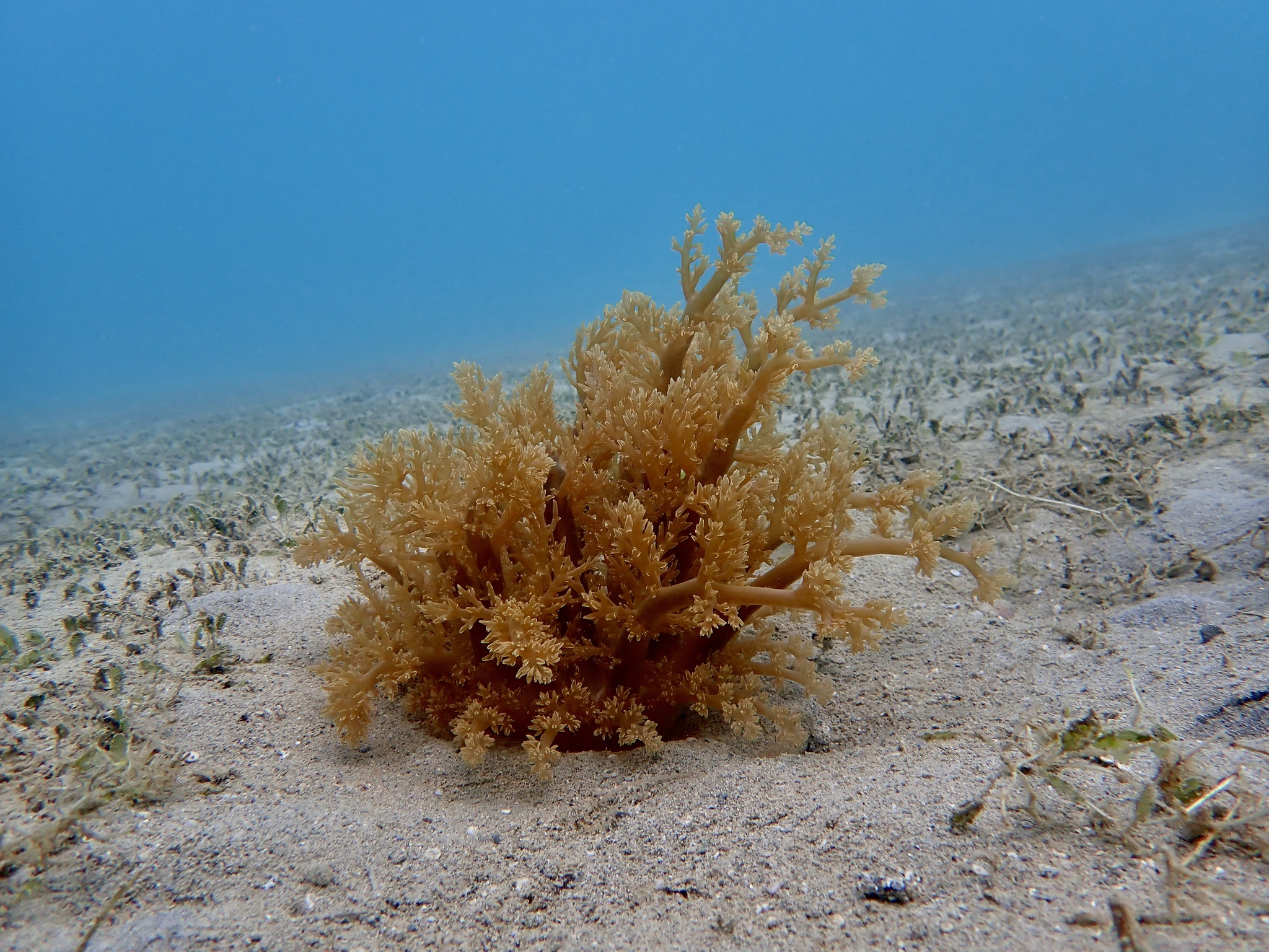 Actinodendron arboreum (Quoy & Gaimard, 1833)