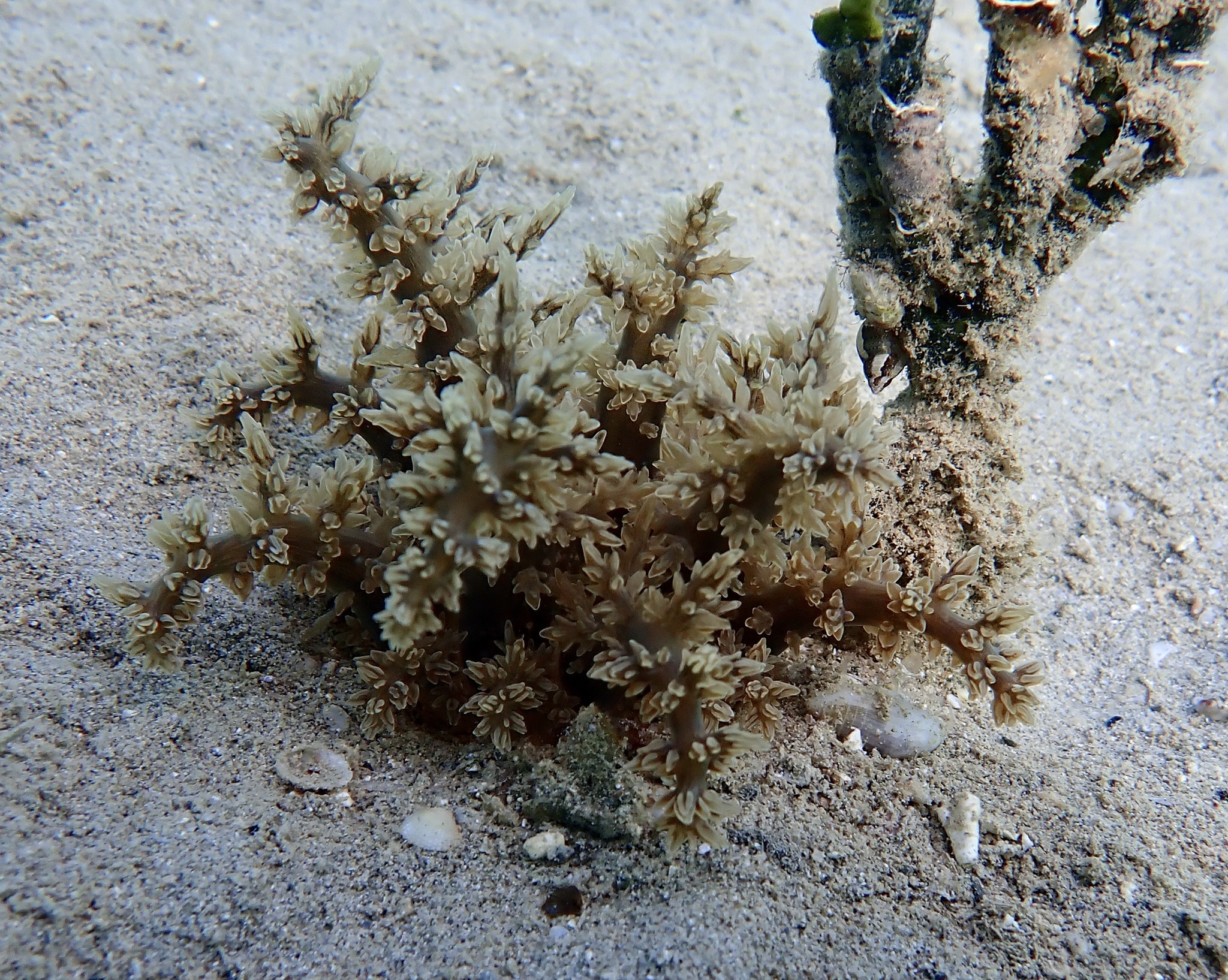 Actinodendron arboreum (Quoy & Gaimard, 1833)