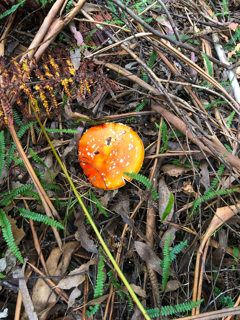 Amanita muscaria · January 2025 · photo: © richardlitt (iNaturalist, cc0)