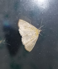 Glaphyria sesquistrialis