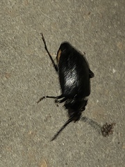 Prionus laticollis