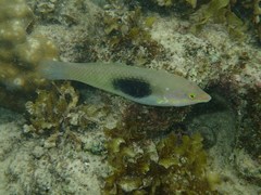 Halichoeres chloropterus