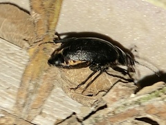 Prionus laticollis