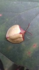 Paraselenis nupta
