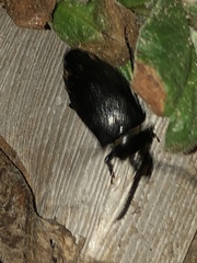 Prionus laticollis
