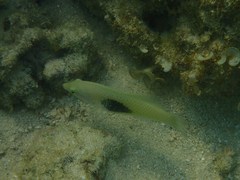 Halichoeres chloropterus