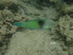 Halichoeres chloropterus