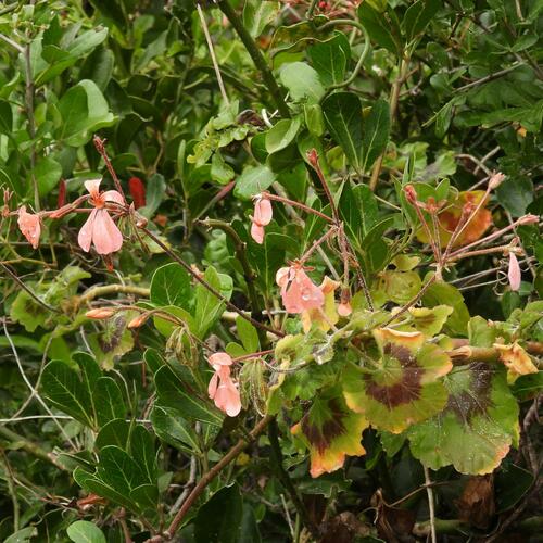 Pelargonium frutetorum, photograph 3