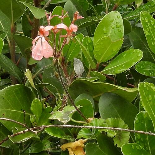 Pelargonium frutetorum, photograph 4