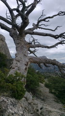 Pinus brutia pityusa