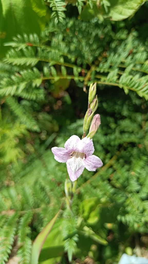 Asystasia welwitschii
