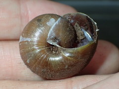 Helminthoglypta phlyctaena